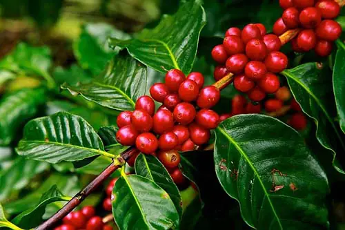 Trồng cây cảnh hút khí độc trong phòng trẻ em