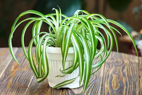 Trồng cây cảnh hút khí độc trong phòng khách