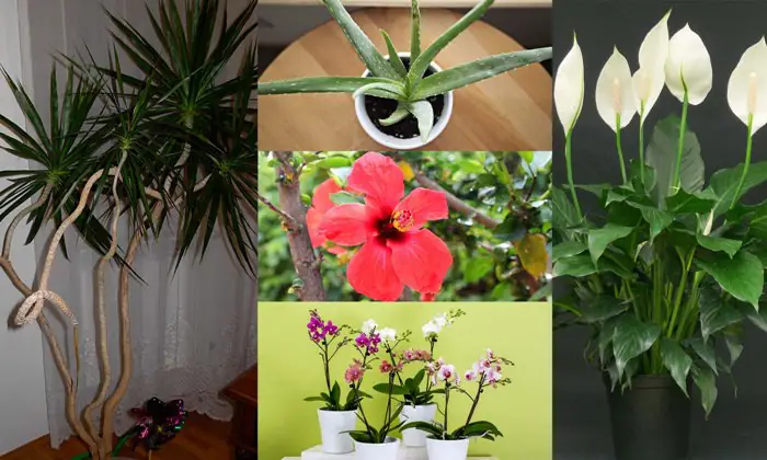 Những loài cây cảnh hút khí độc trong phòng khách, phòng ngủ, phòng bếp và phòng tắm vừa đẹp vừa cực dễ trồng