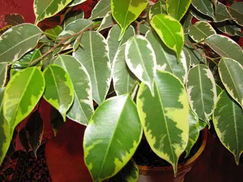 Trồng cây cảnh hút khí độc trong phòng khách