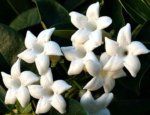 Trồng cây cảnh hút khí độc trong phòng bếp