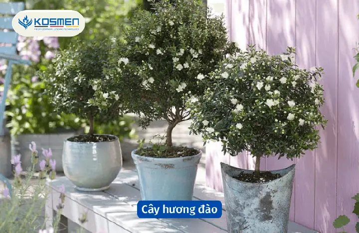 Cây hương đào có tác dụng hút ẩm và khử mùi hôi Cây hương đào có tác dụng hút ẩm và khử mùi hôi