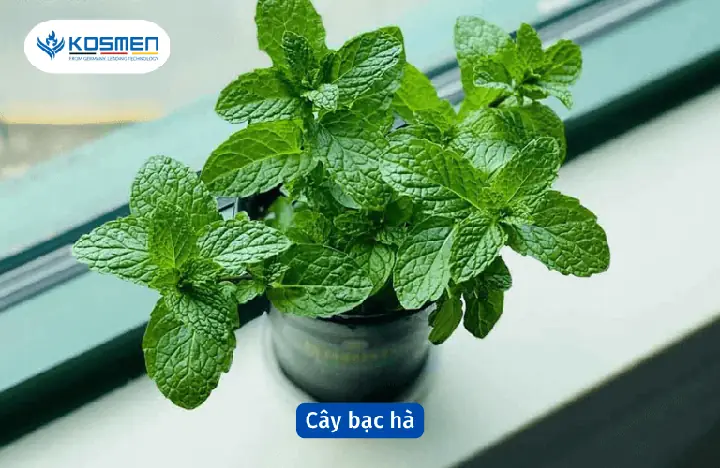 Cây bạc hà khử mùi ẩm mốc và diệt khuẩn hiệu quả Cây bạc hà khử mùi ẩm mốc và diệt khuẩn hiệu quả