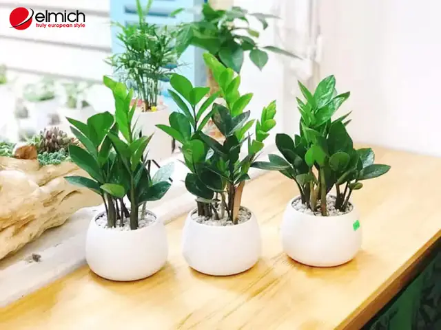 Có Nên Đặt Cây Kim Tiền Trong Phòng Ngủ Hay Không?
