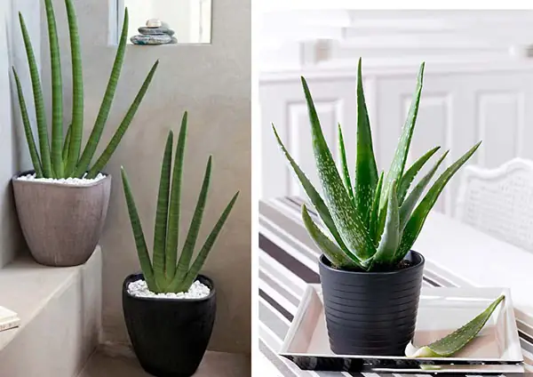 Lựa chọn giống cây Nha Đam (Lô Hội) để trồng