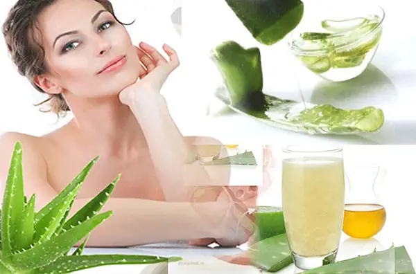 Cây Nha Đam (lô hội) với tác dụng làm đẹp và chăm sóc sức khỏe thần kì