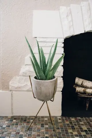 Những điểm lưu ý cách trồng cây lô hội trong phòng ngủ