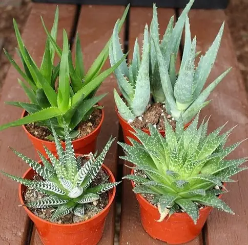 Đặt cây lô hội trong phòng ngủ có giấc ngủ ngon tăng cường tuổi thọ