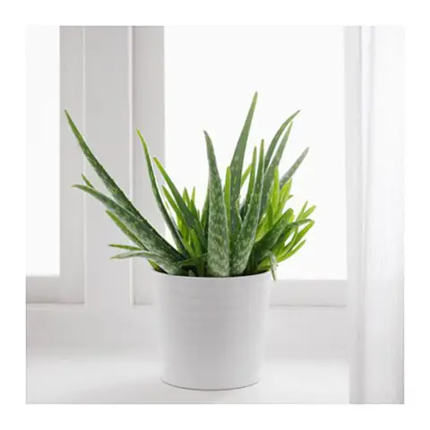 Lựa chọn giống cây Nha Đam (Lô Hội) để trồng