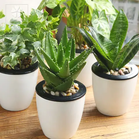 Những điểm lưu ý cách trồng cây lô hội trong phòng ngủ