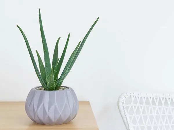 Lô hội trong phòng ngủ mang đến phong thủy tài lộc may mắn