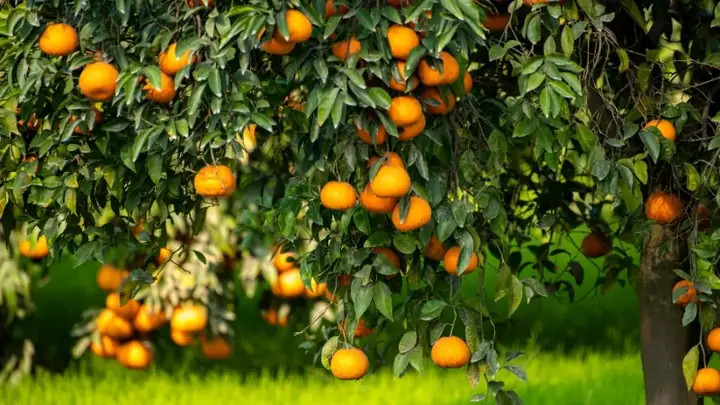 cây lọc không khí phòng ngủ