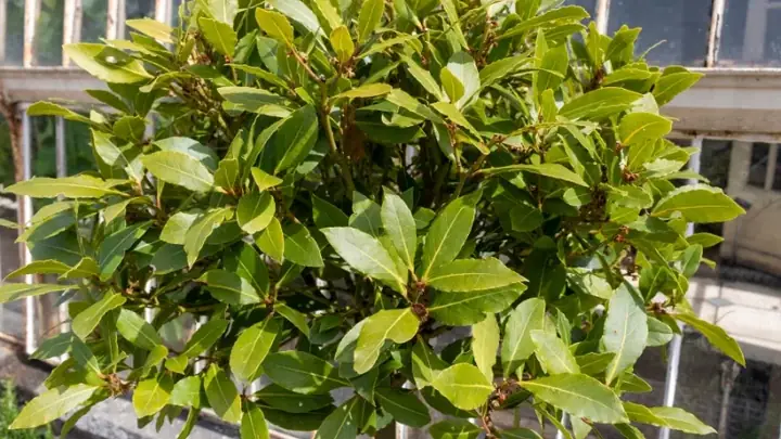 cây lọc không khí phòng ngủ