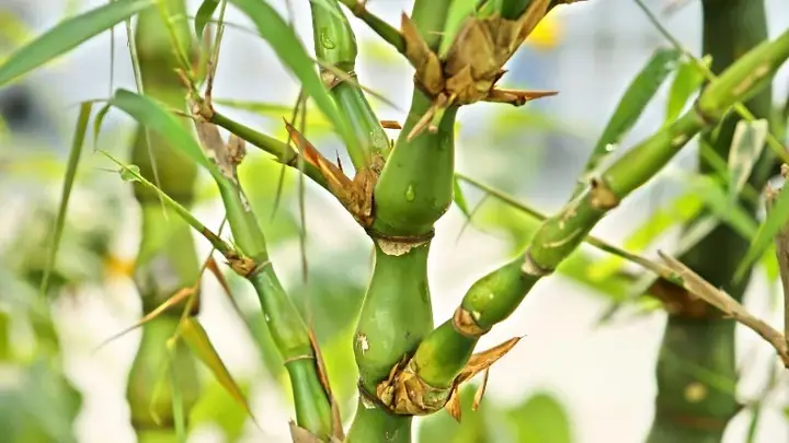 cây lọc không khí phòng ngủ