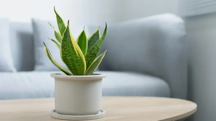cây lọc không khí phòng ngủ