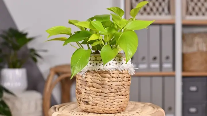 cây lọc không khí phòng ngủ