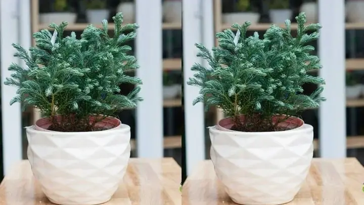 cây lọc không khí phòng ngủ