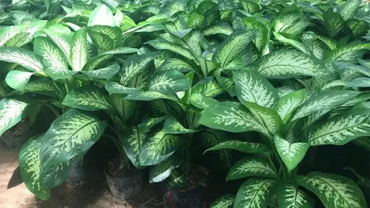 cây lọc không khí phòng ngủ
