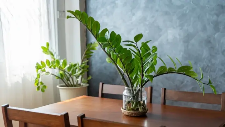 cây lọc không khí phòng ngủ