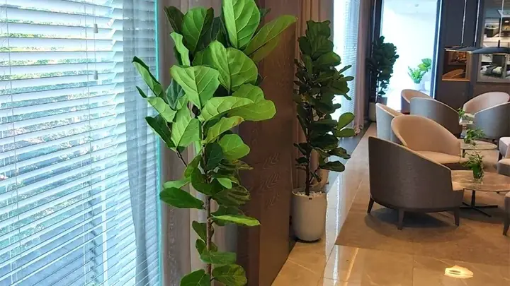 cây lọc không khí phòng ngủ