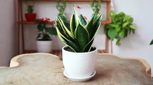 cây lưỡi hổ để phòng ngủ