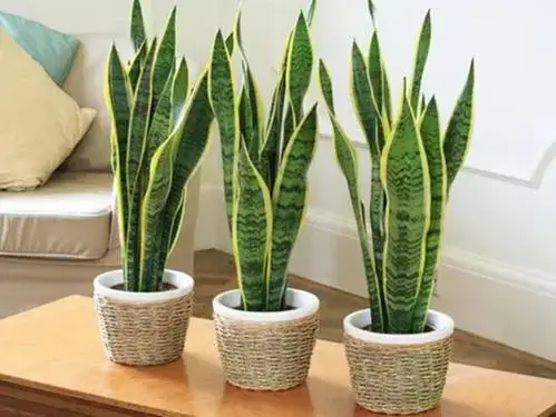 cây lưỡi hổ để phòng ngủ