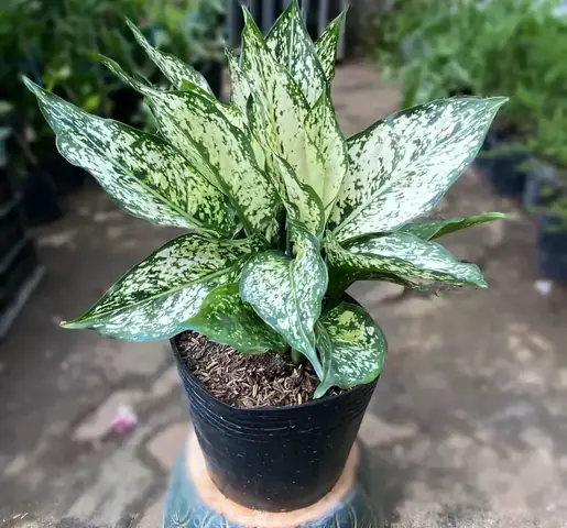 2. Đặc điểm của cây ngọc ngân