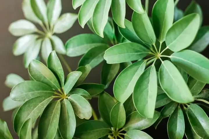 Những điều bạn cần biết về cây ngũ gia bì trong phong thủy