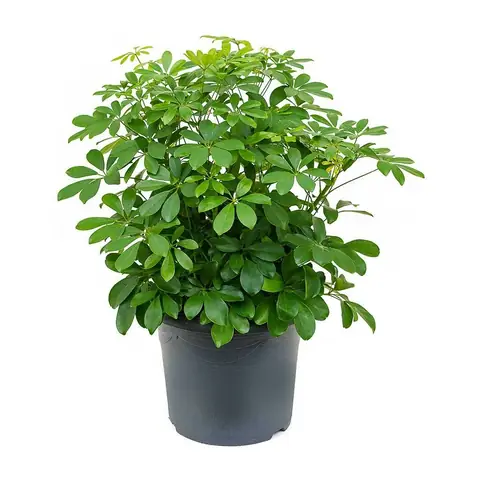 Tổng Quan Về Cây Ngũ Gia Bì