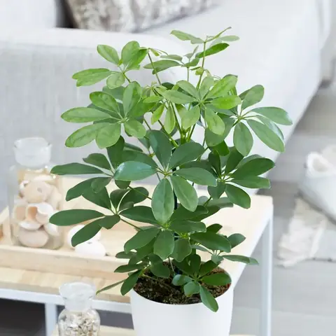 Ý nghĩa cây ngũ gia bì trong phong thủy