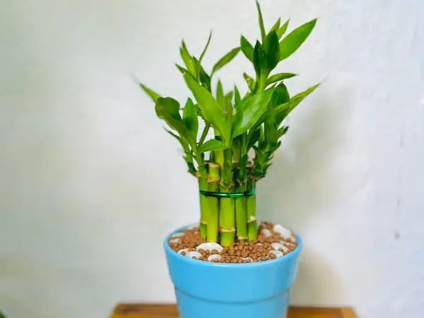 Cây Thần Tài Phòng Ngủ: Có Nên Đặt Và Những Điều Cần Biết?