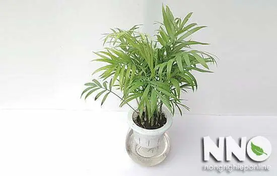 Có Nên Đặt Cây Tiểu Trâm Trong Phòng Ngủ? Phân Tích Khoa Học & Phong Thủy Có Nên Đặt Cây Tiểu Trâm Trong Phòng Ngủ? Phân Tích Khoa Học & Phong Thủy