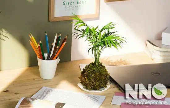 Có Nên Đặt Cây Tiểu Trâm Trong Phòng Ngủ? Phân Tích Khoa Học & Phong Thủy