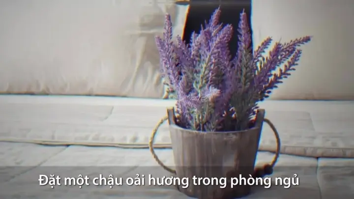 Cây trồng trong phòng ngủ: Chọn loại nào để mang lại không gian xanh và an lành?
