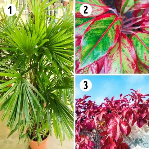 Cây trồng trong phòng ngủ: Chọn loại nào để mang lại không gian xanh và an lành?