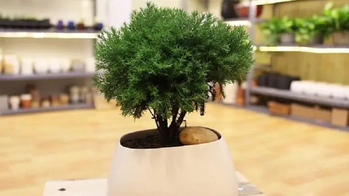 Cây Tùng Bồng Lai Để Phòng Ngủ Được Không? Lợi Ích & Lưu Ý