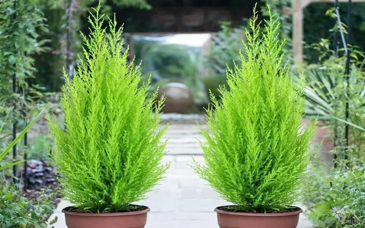 Cây Tùng Bồng Lai Để Phòng Ngủ Được Không? Lợi Ích & Lưu Ý