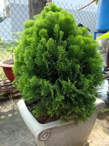 Giúp tinh thần sảng khoái, xua tan căng thẳng