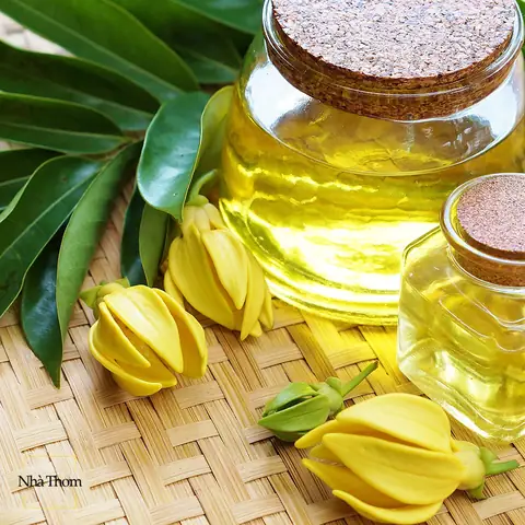Làm thế nào để chọn tinh dầu cho phòng ngủ phù hợp nhất? Làm thế nào để chọn tinh dầu cho phòng ngủ phù hợp nhất?