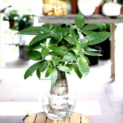 có nên để cây kim ngân trong phòng ngủ có nên để cây kim ngân trong phòng ngủ