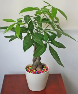 có nên để cây kim ngân trong phòng ngủ có nên để cây kim ngân trong phòng ngủ