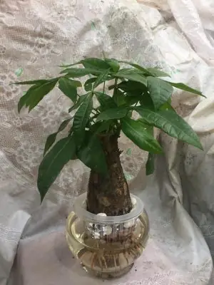 có nên để cây kim ngân trong phòng ngủ có nên để cây kim ngân trong phòng ngủ