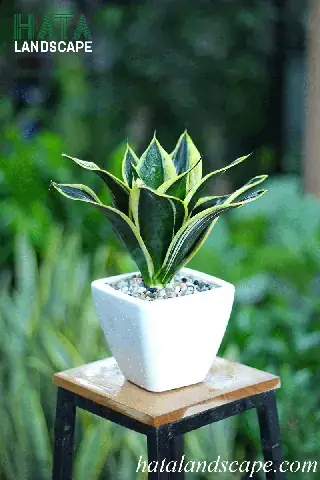 Có nên để cây lưỡi mèo trong phòng ngủ? Phân tích chuyên sâu từ A đến Z Có nên để cây lưỡi mèo trong phòng ngủ? Phân tích chuyên sâu từ A đến Z