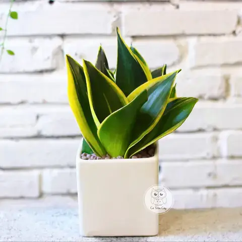 Có nên để cây lưỡi mèo trong phòng ngủ? Phân tích chuyên sâu từ A đến Z