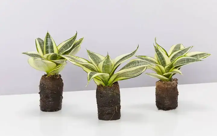 Có nên để cây lưỡi mèo trong phòng ngủ? Phân tích chuyên sâu từ A đến Z Có nên để cây lưỡi mèo trong phòng ngủ? Phân tích chuyên sâu từ A đến Z