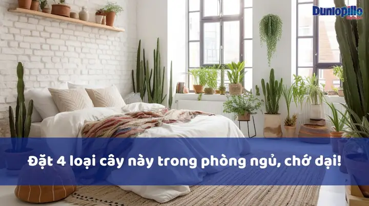 Cây Phát Lộc Trong Phòng Ngủ: Lợi Ích & Điều Cần Lưu Ý