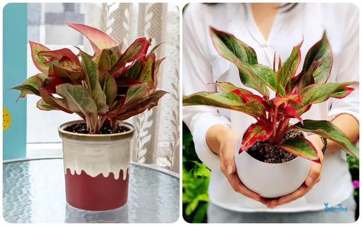 Đặc điểm cây phú quý Đặc điểm cây phú quý