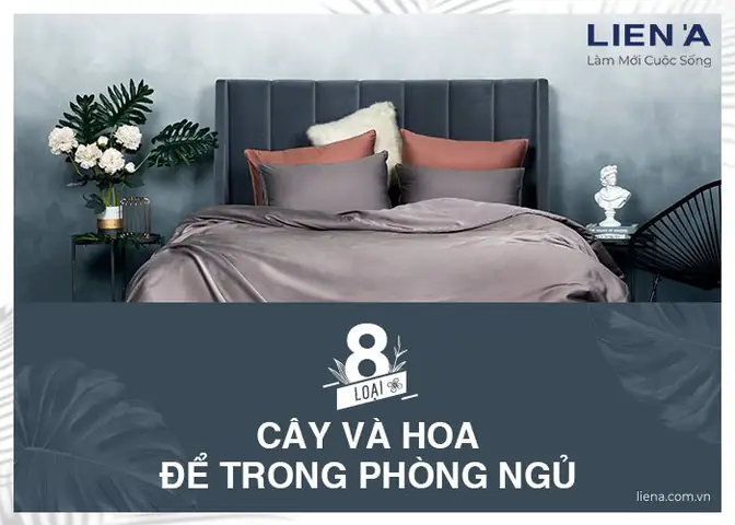 Có Nên Để Hoa Oải Hương Trong Phòng Ngủ? Lợi Ích & Những Lưu Ý Quan Trọng