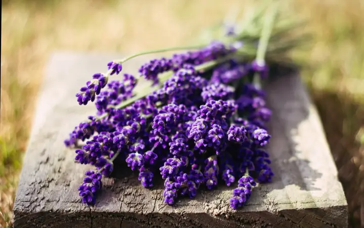 Có Nên Để Hoa Oải Hương Trong Phòng Ngủ? Lợi Ích & Những Lưu Ý Quan Trọng