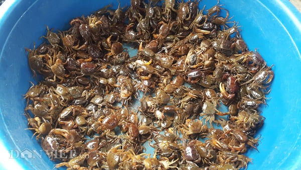 Cua đồng tươi sống được các thương lái thu mua tại nhà với giá cao